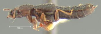 Media type: image;   Entomology 24071 Aspect: habitus lateral view
